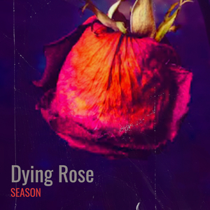 Dying Rose