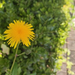 命运礼物的标价