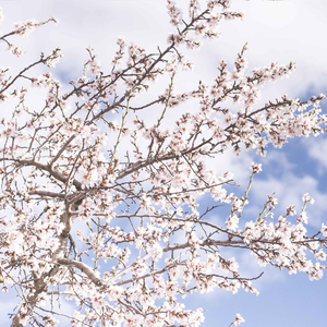 Let's Go Flower Viewing