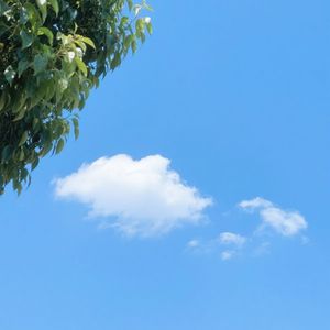 晨露虎啸