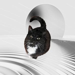 Octagons (And Other Adjacent Things)