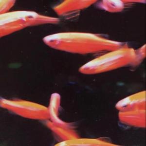 直到你降临（demo）