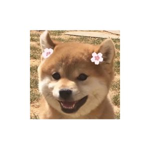 奇妙能力歌cover