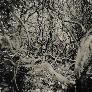 Lost and Found: Turdus Merula