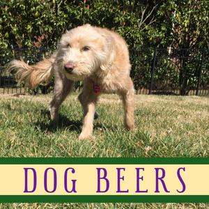 DOG BEERS