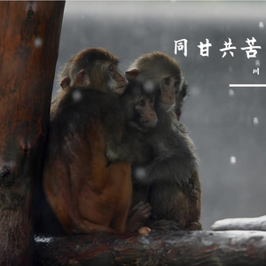 同甘共苦