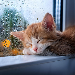 Melodías Tranquilas Para Mascotas Para Dormir