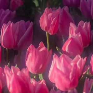 我爱你，你知道吗？