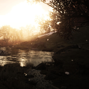 Woods
