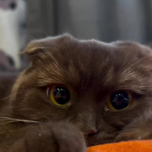 Sum 2 Prove (slowed)