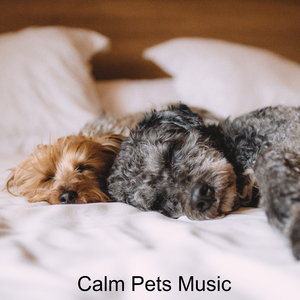 Cats Songs (feat. Music For Cats, World of cat's & Музыка для кошек)