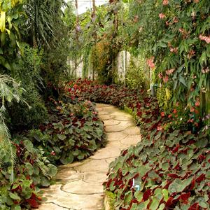 A Walk Through the Garden