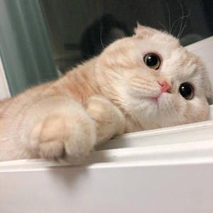 春风吹