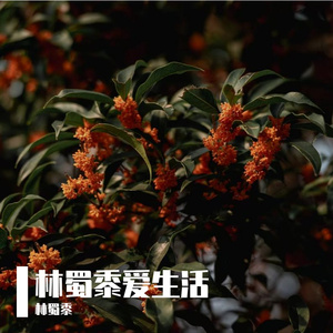 新年好梦会实现