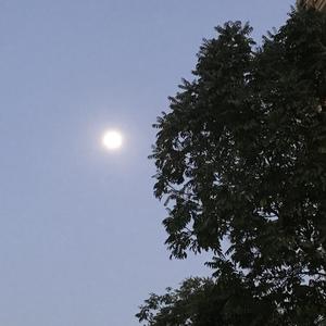 候鸟