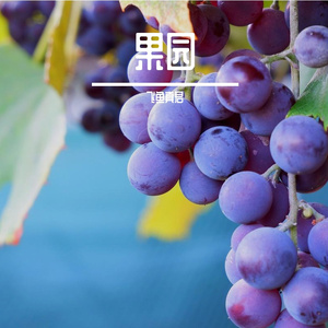 苹果树与苹果