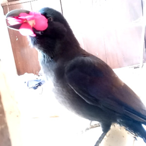 ハッピーファンフロッグ