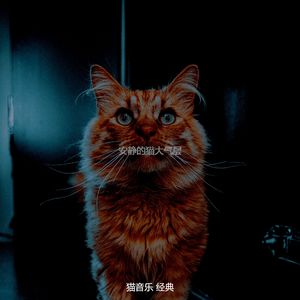 精彩可爱猫咪环境