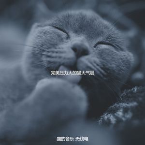 一尘不染小猫印象数