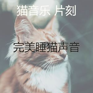 温和小猫梦想