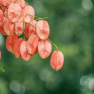 二泉映月 (琵琶曲古典名曲纯音乐)