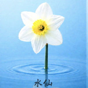 芙蓉