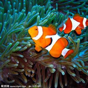 小丑鱼（神奇奶爸的动物世界）伴奏