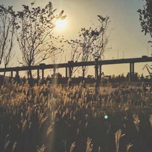 欢（原唱:苏琛）（翻自 康博文）