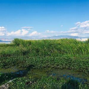 Love's Greeting（爱的致意）