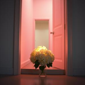 Hydrangeas