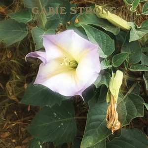 Sacred Datura