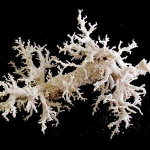 Fulgurite