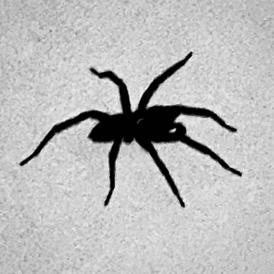 蜘蛛