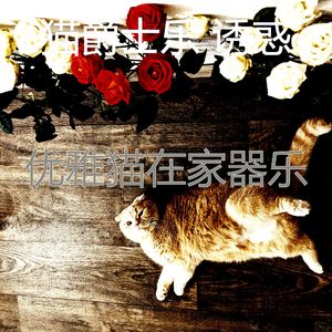 安静的猫在家声音