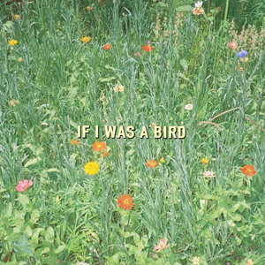 If I Was A Bird