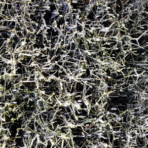 Graduation Towers Świnoujście