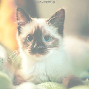 一尘不染小猫印象数
