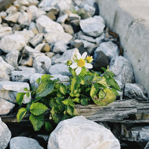 遇见你的时候所有星星都落到我头上