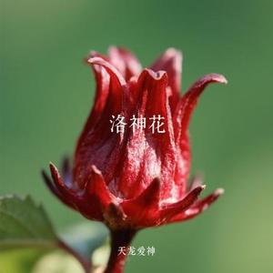 洛神花