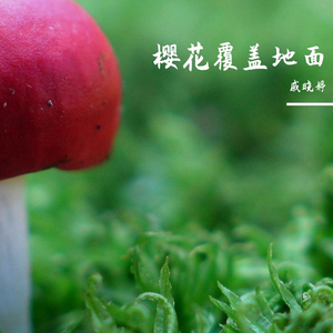 我们是彼此有形的翅膀