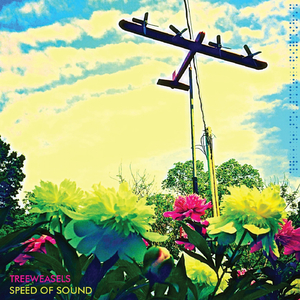 In the Shadow of Bird Noise