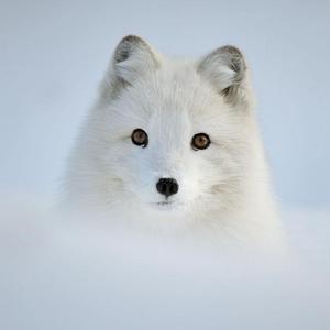 这个冬天的夜晚