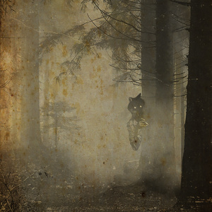 Púca
