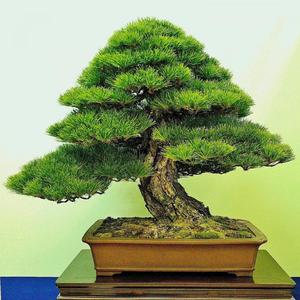 buoi sang binh yen