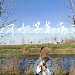 风吹芦苇荡