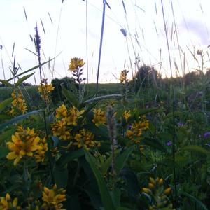 Заросли смородины