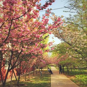 セカンド·ラブ