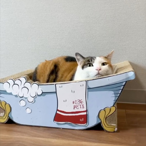 猫は急にマイブーム