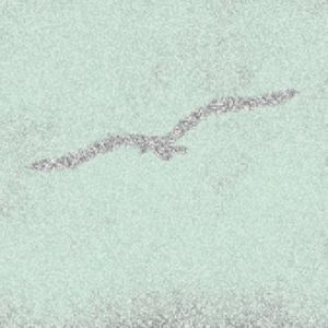 白鸟过河滩（我）