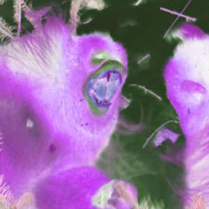 Muevelo (feat. Kidbro)